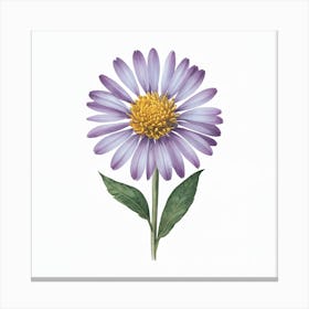 Aster Canvas Print