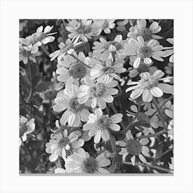 Black And White Daisy Canvas Print