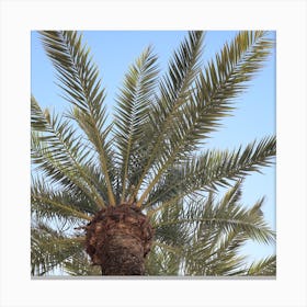 Under A Palm Tree Canvas Print