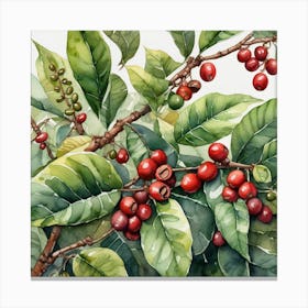 Coffee Berries 11 Canvas Print