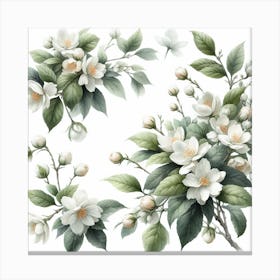 Flowers of Jasmine Canvas Print