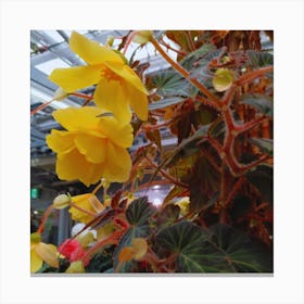 Begonias 17 Canvas Print