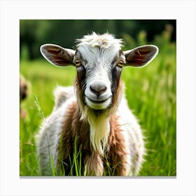 Grass National Breeding Head Ruminant Pasture Plant Cattle Day Country Standing Rural Be (4) Canvas Print