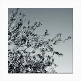 Branches Nature Tree Photo Photography Square Monochrome Black And White Leaves Living Room Kitchen Dining Bedroom Abstract Canvas Print