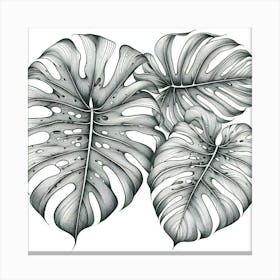 Line Art monstera leaves 2 Canvas Print