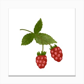 Raspberries branch Canvas Print