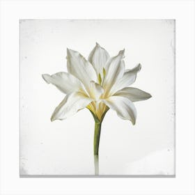 White Lily 1 Canvas Print