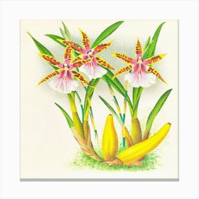 Miltonia Blunti (1885 1906) Canvas Print