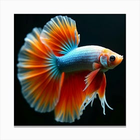 A Stunning Betta Fish Flaring Its Colorful Fins 2 Canvas Print