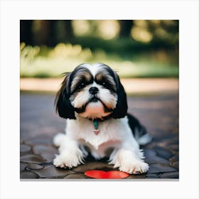 Shihtzu dog over heart Canvas Print