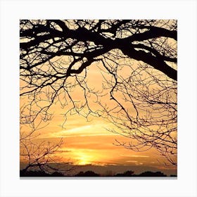 Sunset With Branching Tree Canvas Print