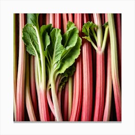 Rhubarb 70 Canvas Print