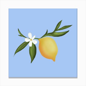Lemon fruit and flowers Canvas Print