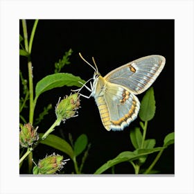 Nymphalidae 2 Canvas Print