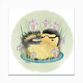 Duckling/caneton Canvas Print