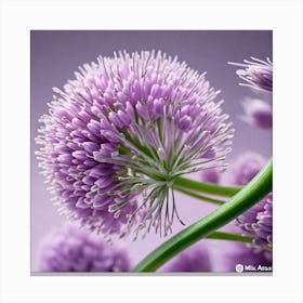 Allium 1 Canvas Print