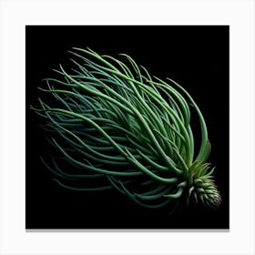 A stunning and unique photograph of a green plant with long, flowing tendrils that seem to dance in the air. The plant is set against a black background, which makes it stand out and appear even more striking. The photograph is taken in a close-up view, which allows the viewer to appreciate the intricate details of the plant's tendrils. The photograph is also very well-lit, which helps to accentuate the plant's beauty. The overall effect of the photograph is one of beauty and elegance. Canvas Print