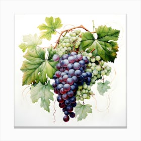 Vineyard Reverie Canvas Print