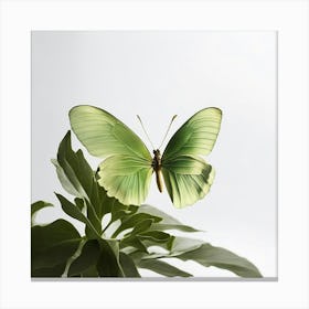 Butterfly On A Plant Canvas Print