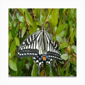 Butterfly 2 Canvas Print