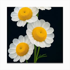 Daisy Canvas Print