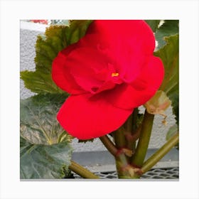 Red Hibiscus Canvas Print