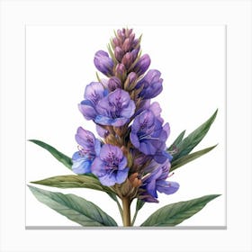 Wisteria Canvas Print