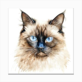 Longhair Siamese Cat Portrait 1 Canvas Print