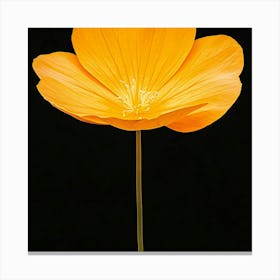 Orange Poppy Canvas Print