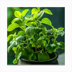 Fresh Basil In A Pot Canvas Print