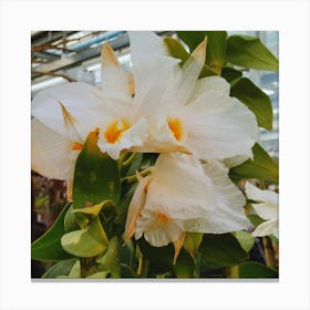 White Orchids In A Greenhouse 1 Canvas Print