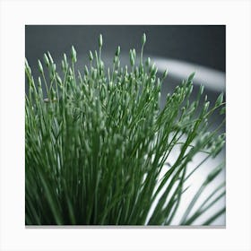 Grass 4 Canvas Print