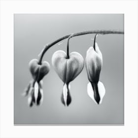 Be Still My Heart Black And White 2 Canvas Print