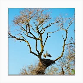 White Storks In Nest 20200301 33rt1ppub Canvas Print