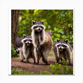 Raccoons Canvas Print