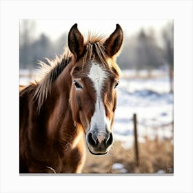 Horse Animal Grass Breeding Head Pasture Donkey Standing Farm Cute White Background Natu Canvas Print