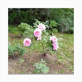 Peonies In The Garden 3 Canvas Print