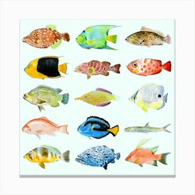 Aquamarine Fish Colourful Square Canvas Print
