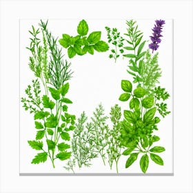 Frame Of Herbs 39 Canvas Print