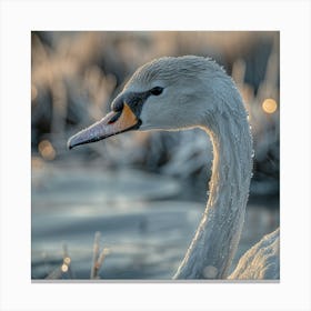 Beautiful Swan 5 Canvas Print