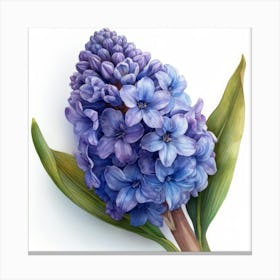 Hyacinth 5 Canvas Print