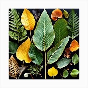 Autumn Leaves On Black Background, Different Types Of Leaves And Their Textures art print Canvas Print