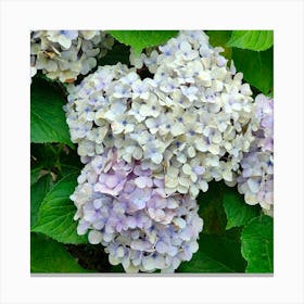 Hydrangea 1 Canvas Print