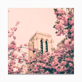 Notre Dame Cherry Blossoms Canvas Print