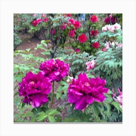 Peonies In The Garden 1 Canvas Print