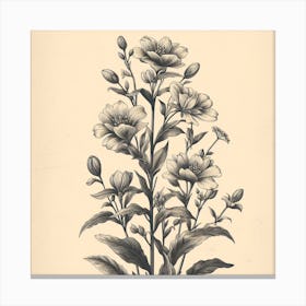 Botanical Illustration Canvas Print