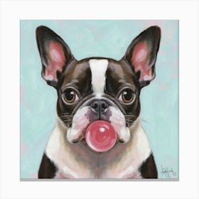Boston Terrier With Bubblegum 1 Canvas Print