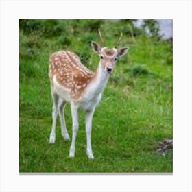 Deer In The Grass Canvas Print