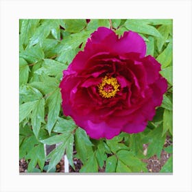 Peony in Japan 14 Canvas Print