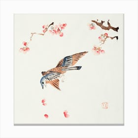 Hawk And Cherry Blossoms Canvas Print